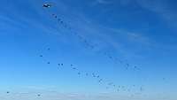Zahlreiche Fallschirmspringer gleiten zu Boden, zu sehen als schwarze Punkte unter blauem Himmel.