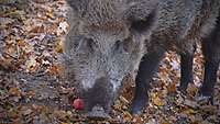 Ein Wildschwein steht auf einem laubbedeckten Boden