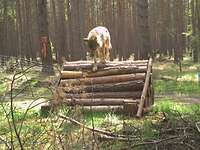 Ein Wolf klettert über eine Übersteighilfe aus Holzstämmen, um einen Zaun in einem Wald zu überwinden.