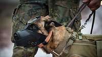 Ein Minenspürhund mit Maulkorb wird von einem Soldaten an der Leine gehalten