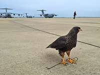 Ein Greifvogel auf dem Boden eines Flughafens und im Hintergrund mehrere Flugzeuge