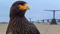 Nahaufnahme eines Greifvogels und im Hintergrund mehrere Flugzeuge