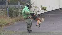 Ein Hund greift eine Person in einem stark gepolsterten Schutzanzug an