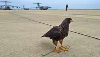 Ein Greifvogel auf dem Rollfeld eines Flughafens und im Hintergrund stehen mehrere Flugzeuge