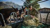 Zwei Maultiere stehen an einer Futterstelle während ein Soldat Heu ausbreitet