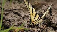 Schmetterling sitzt auf Erde