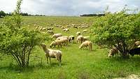 Schafe grasen auf einer Wiese zwischen Bäumen