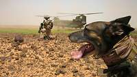 Eine Nahaufnahme einer Profilaufnahme eines Hundes, im Hintergrund ein Soldat und ein Hubschrauber