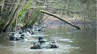 One after another, uniformed soldiers swim across a stretch of water.